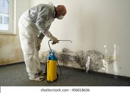 Environmental Consulting for Mold Prevention in Ladysmith, WI